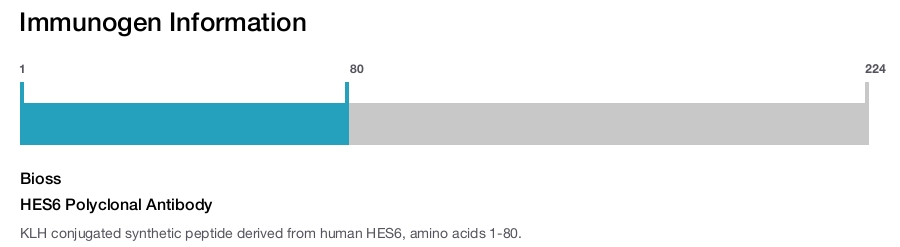 HES6 Polyclonal Antibody