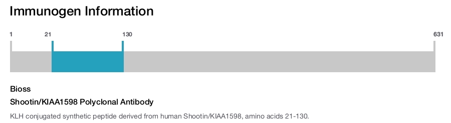 Shootin/KIAA1598 Polyclonal Antibody