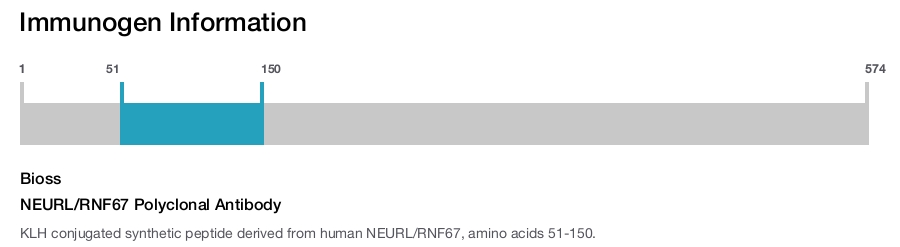 NEURL/RNF67 Polyclonal Antibody