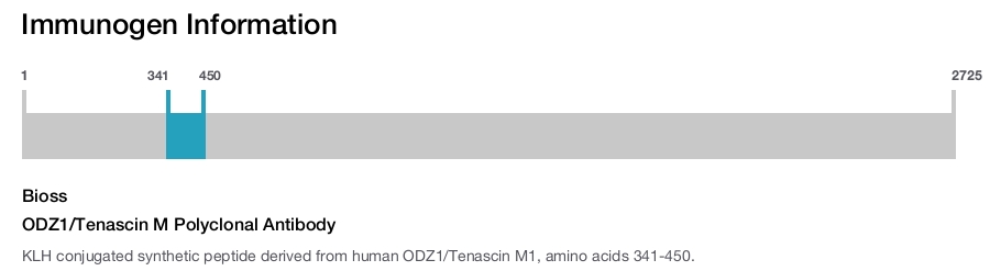 ODZ1/Tenascin M Polyclonal Antibody
