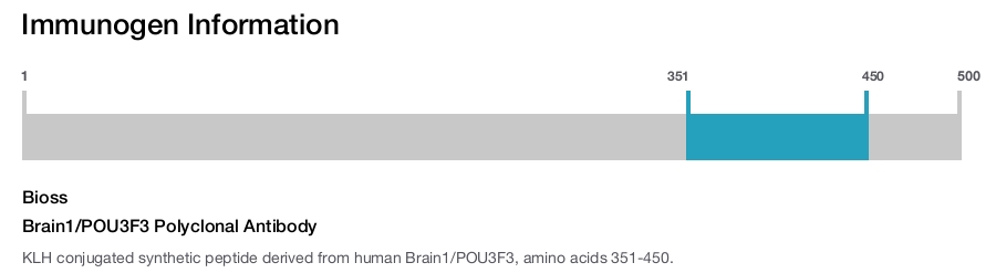 Brain1/POU3F3 Polyclonal Antibody