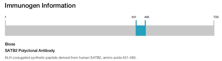 SATB2 Polyclonal Antibody