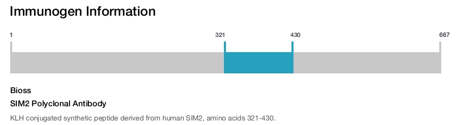SIM2 Polyclonal Antibody