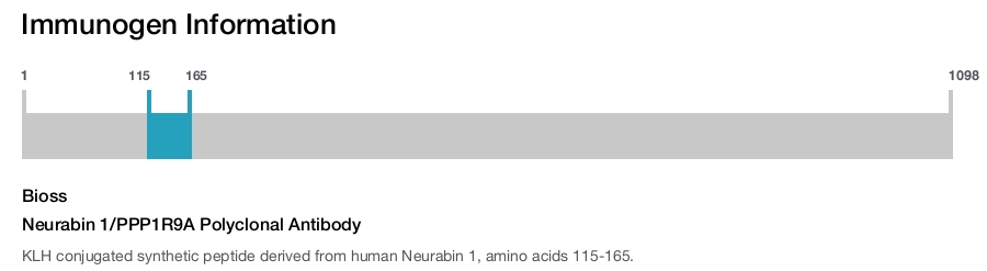 Neurabin 1/PPP1R9A Polyclonal Antibody