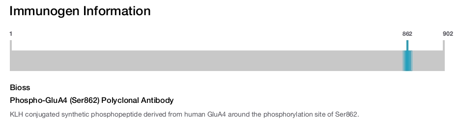 Phospho-GluA4 (Ser862) Polyclonal Antibody