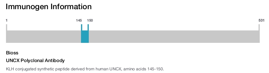 UNCX Polyclonal Antibody