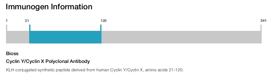 Cyclin Y/Cyclin X Polyclonal Antibody