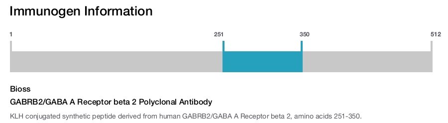 GABRB2/GABA A Receptor beta 2 Polyclonal Antibody