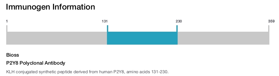 P2Y8 Polyclonal Antibody
