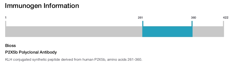 P2X5b Polyclonal Antibody