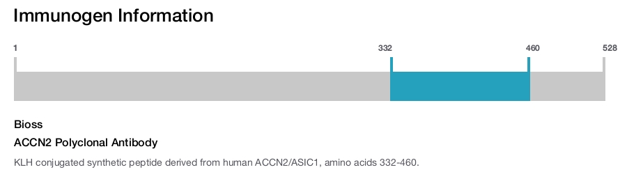 ACCN2 Polyclonal Antibody