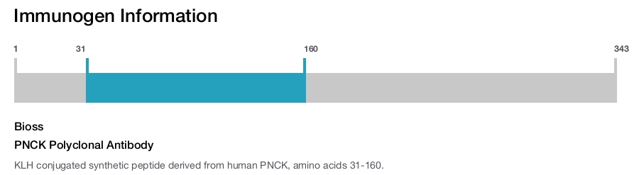 PNCK Polyclonal Antibody