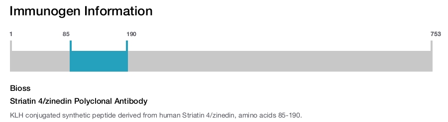 Striatin 4/zinedin Polyclonal Antibody