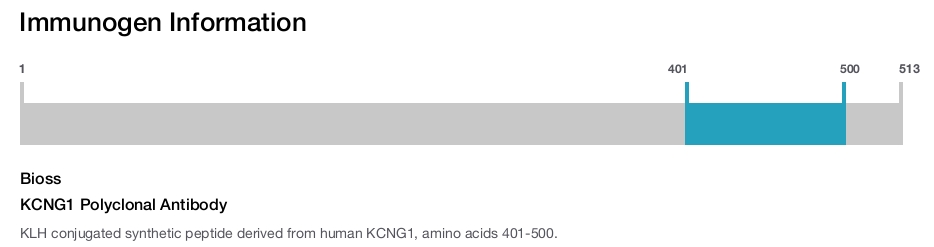 KCNG1 Polyclonal Antibody