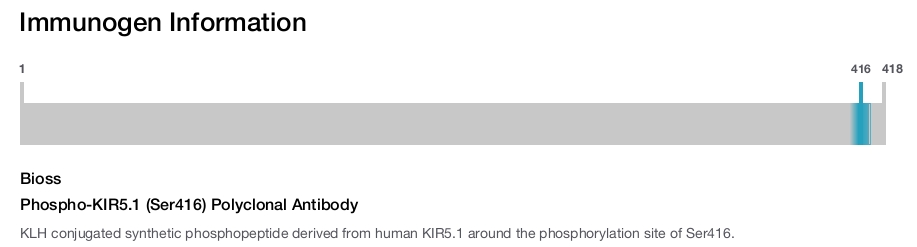 Phospho-KIR5.1 (Ser416) Polyclonal Antibody
