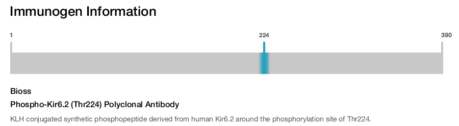 Phospho-Kir6.2 (Thr224) Polyclonal Antibody