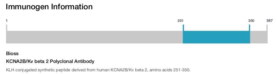 KCNA2B/Kv beta 2 Polyclonal Antibody