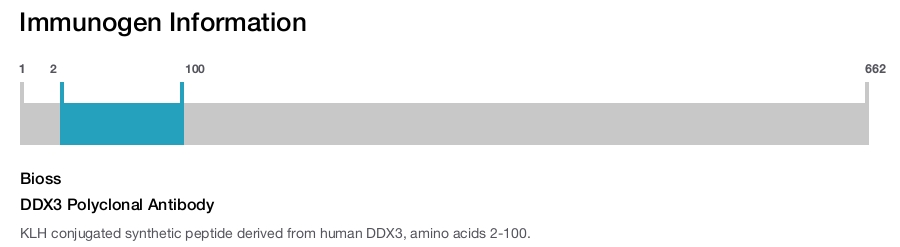 DDX3 Polyclonal Antibody