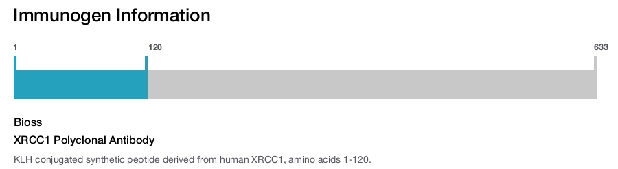 XRCC1 Polyclonal Antibody