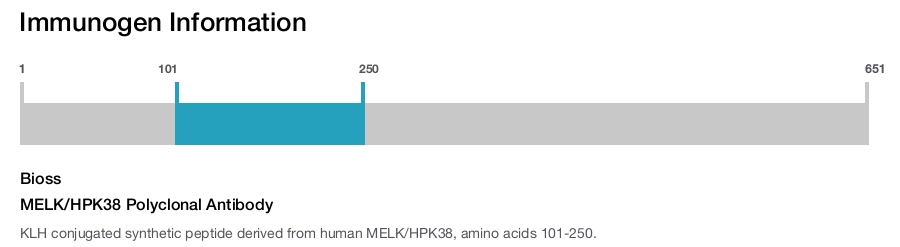 MELK/HPK38 Polyclonal Antibody