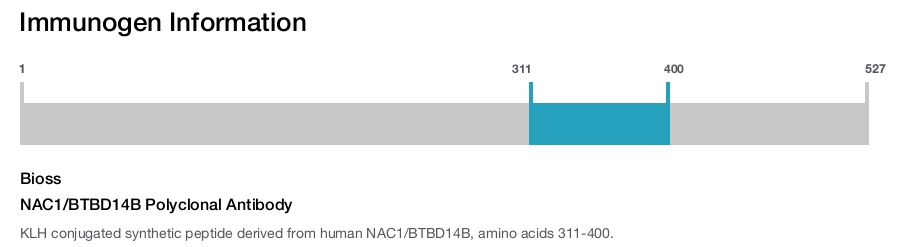 NAC1/BTBD14B Polyclonal Antibody