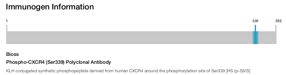 Phospho-CXCR4 (Ser339) Polyclonal Antibody
