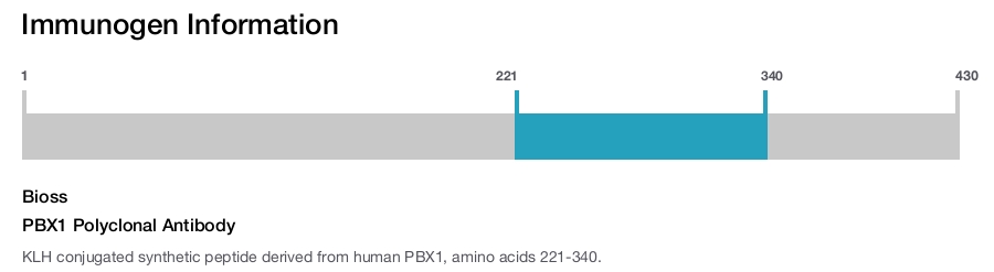 PBX1 Polyclonal Antibody