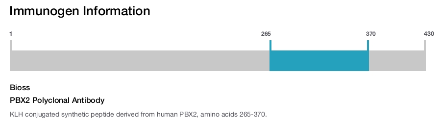 PBX2 Polyclonal Antibody