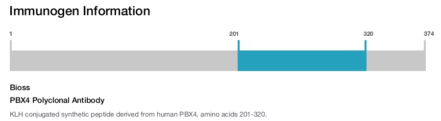 PBX4 Polyclonal Antibody