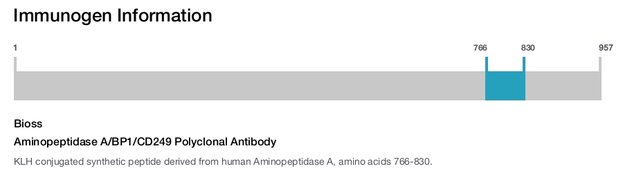 Aminopeptidase A/BP1/CD249 Polyclonal Antibody