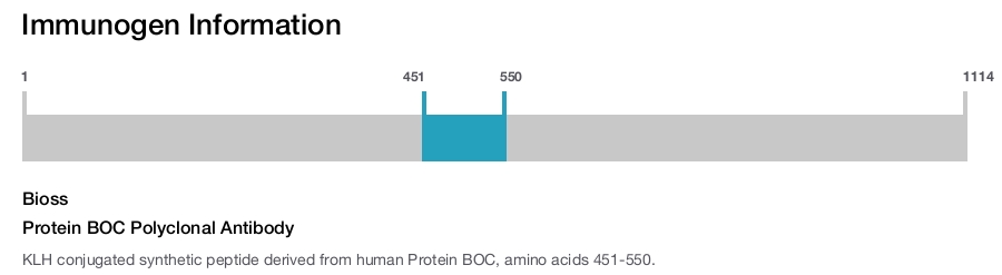 Protein BOC Polyclonal Antibody