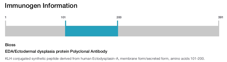 EDA/Ectodermal dysplasia protein Polyclonal Antibody