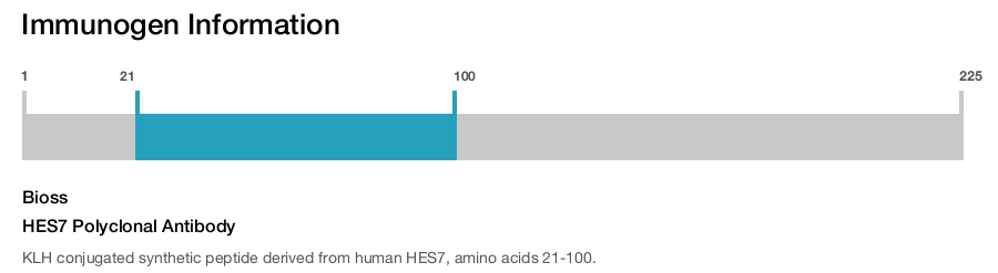 HES7 Polyclonal Antibody
