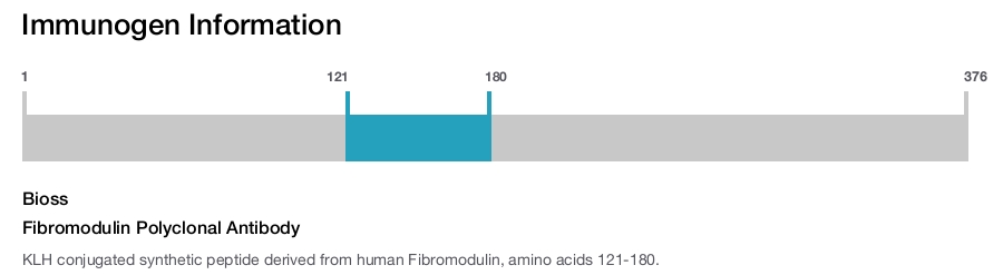 Fibromodulin Polyclonal Antibody