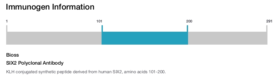 SIX2 Polyclonal Antibody