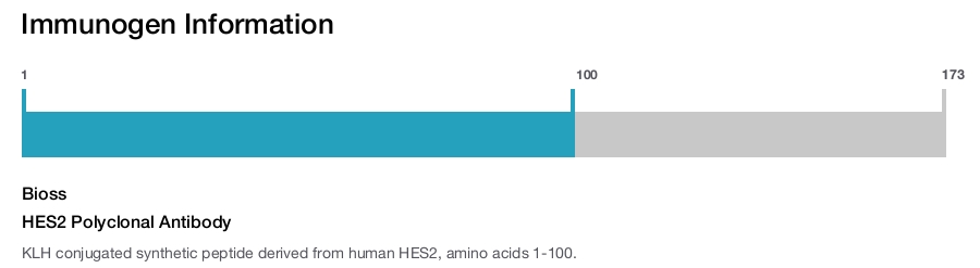 HES2 Polyclonal Antibody