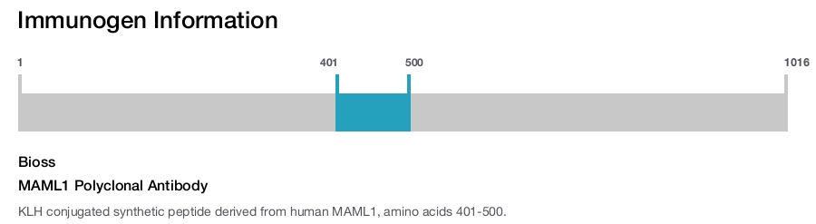 MAML1 Polyclonal Antibody