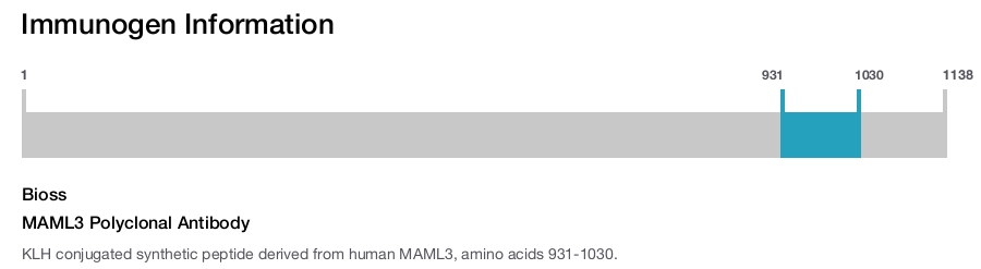 MAML3 Polyclonal Antibody