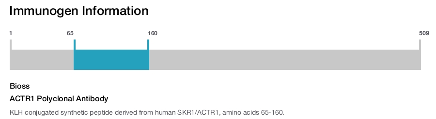 ACTR1 Polyclonal Antibody