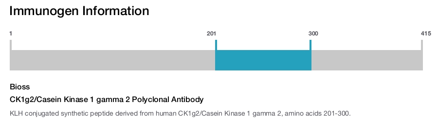 CK1g2/Casein Kinase 1 gamma 2 Polyclonal Antibody