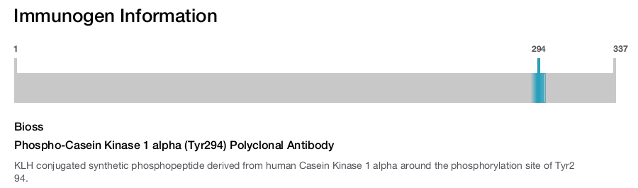 Phospho-Casein Kinase 1 alpha (Tyr294) Polyclonal Antibody