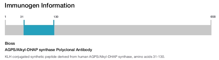 AGPS/Alkyl-DHAP synthase Polyclonal Antibody
