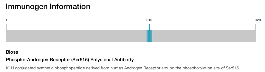 Phospho-Androgen Receptor (Ser515) Polyclonal Antibody