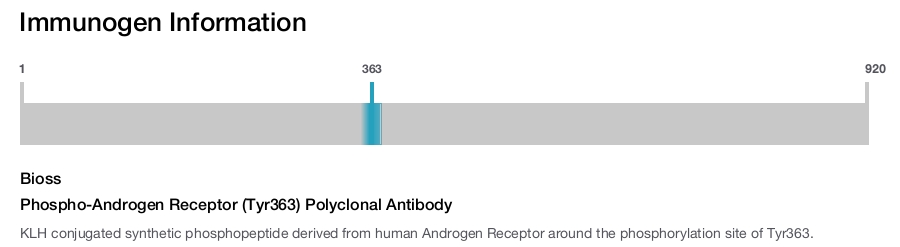 Phospho-Androgen Receptor (Tyr363) Polyclonal Antibody