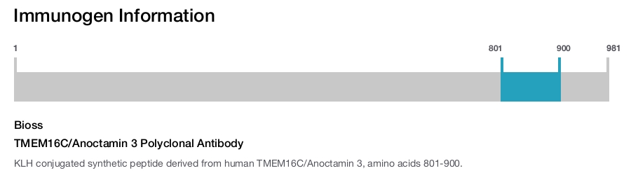TMEM16C/Anoctamin 3 Polyclonal Antibody