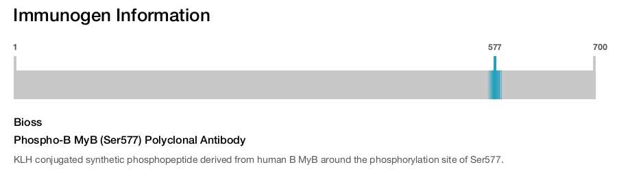 Phospho-B MyB (Ser577) Polyclonal Antibody