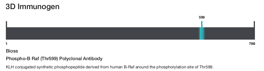 Phospho-B Raf (Thr599) Polyclonal Antibody