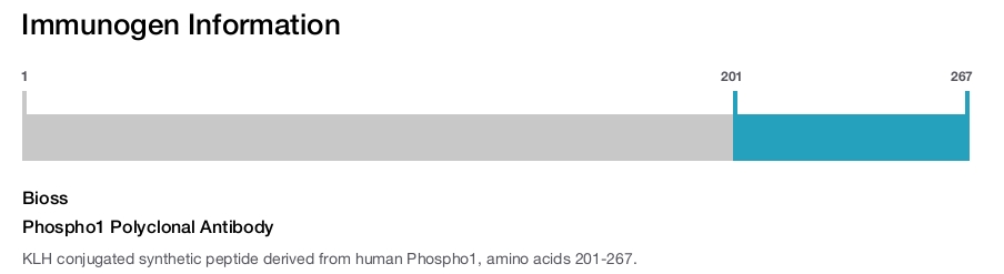 Phospho1 Polyclonal Antibody