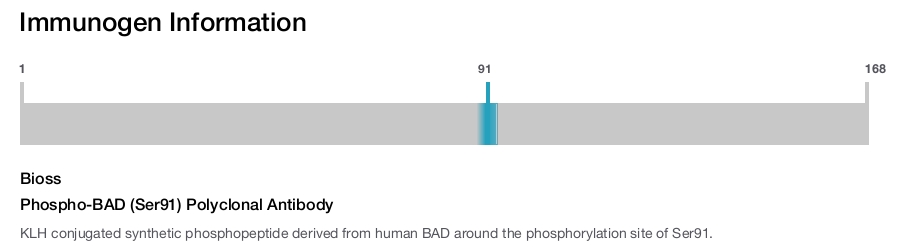 Phospho-BAD (Ser91) Polyclonal Antibody