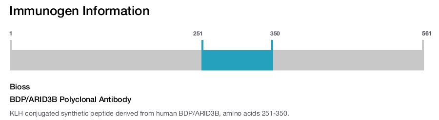 BDP/ARID3B Polyclonal Antibody